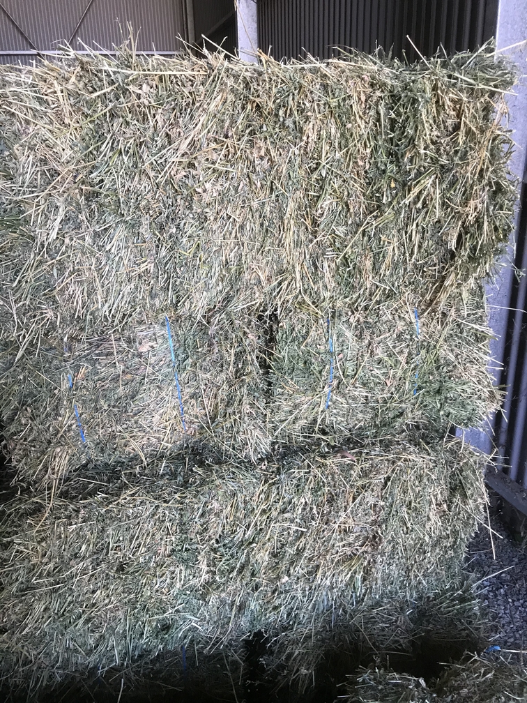 High quality lucerne hay for horses, grown in the Adelaide Hills