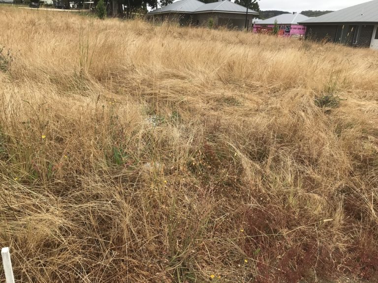 Overgrown lawn in Adelaide Hills before mowing by Hillcrest Property Services