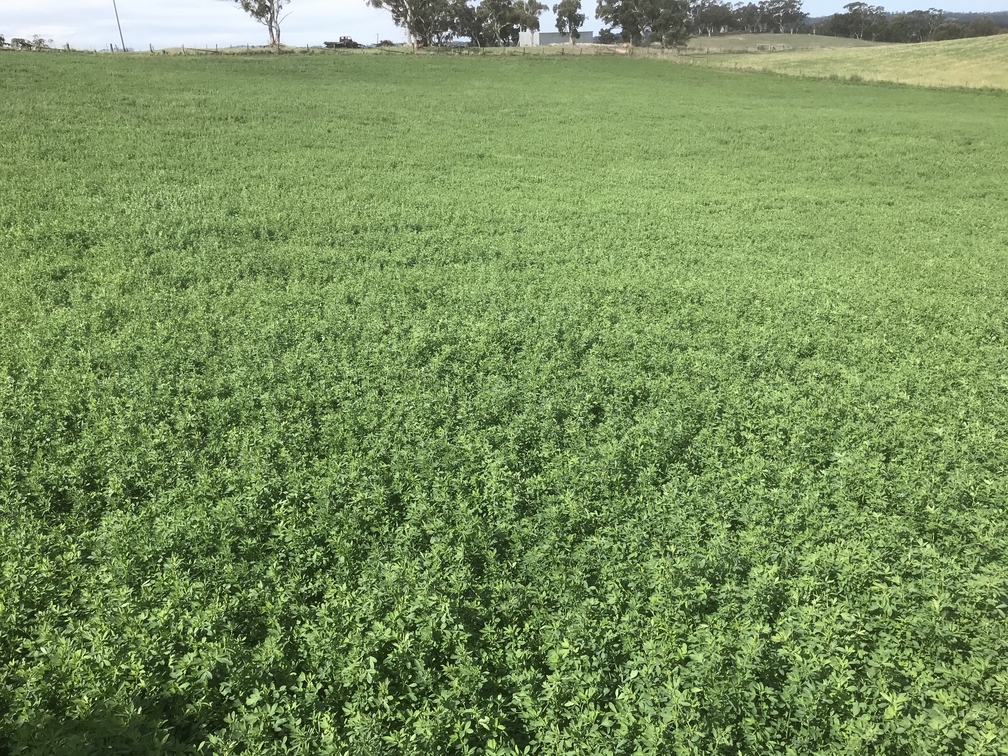 Lucerne growing in the Adelaide Hills