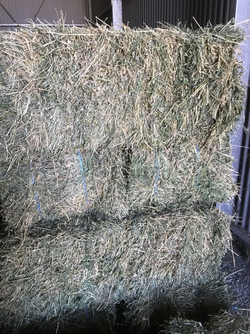 High quality Adelaide Hills lucerne hay for sale, for horses